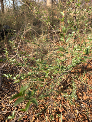 (c) Rebecca Ryen-Stols, some rights reserved (CC BY-SA) Ziziphus mucronata, photograph (c) Rebecca Ryen-Stols, some rights reserved (CC BY-SA)