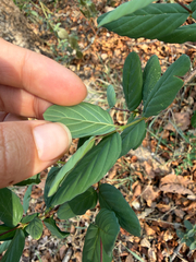 Phyllogeiton zeyheri