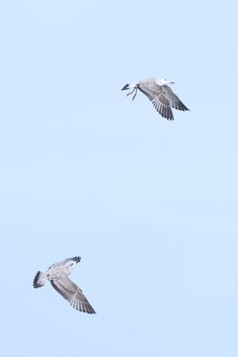 European Herring Gull