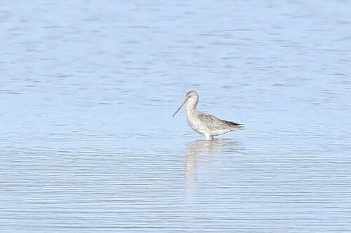 Spotted Redshank