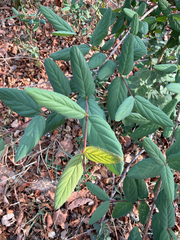 Phyllogeiton zeyheri, photograph (c) Rebecca Ryen-Stols, some rights reserved (CC BY-SA)