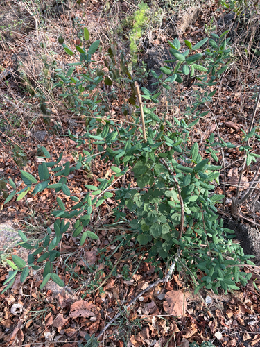 Phyllogeiton zeyheri, photograph 2