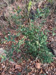 Phyllogeiton zeyheri, photograph (c) Rebecca Ryen-Stols, some rights reserved (CC BY-SA)