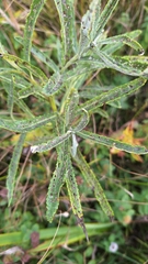 Jacobaea paludosa