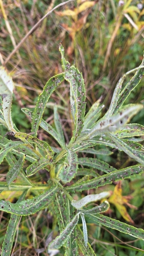 Jacobaea paludosa, photograph 2