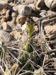 Grusonia aggeria, photograph (c) Ian McFaul, some rights reserved (CC BY)
