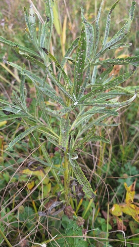 Jacobaea paludosa, photograph 3