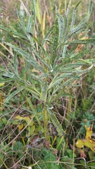 Jacobaea paludosa, photograph (c) Tim Aßmus, some rights reserved (CC BY)