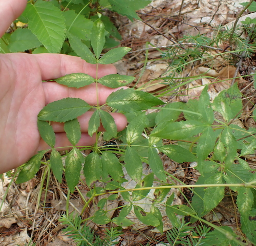 Aralia hispida, photograph 3