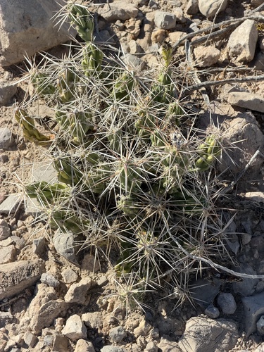 Grusonia aggeria, photograph 2
