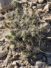 Grusonia aggeria, photograph (c) Ian McFaul, some rights reserved (CC BY)
