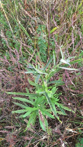 Jacobaea paludosa, photograph 4