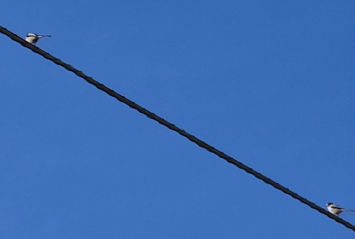 Long-tailed Tit