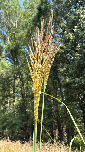 sugarcane plumegrass