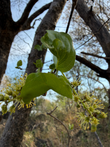 Combretum apiculatum, photograph 3