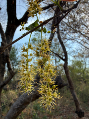 Combretum apiculatum