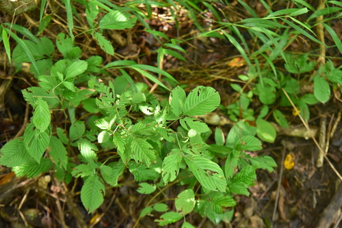Dendrolobium triangulare observed 2026-09-21