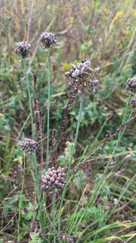 Allium suaveolens