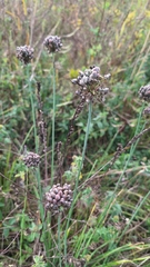 Allium suaveolens