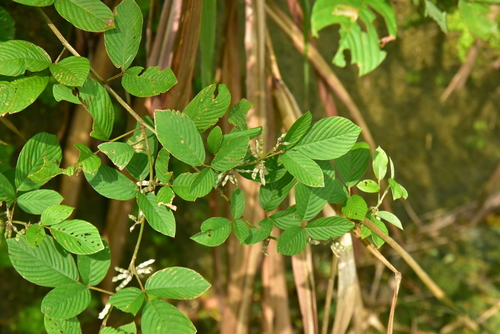 Dendrolobium triangulare observed 2026-09-21