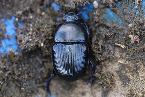 Common Dumbledore Beetle