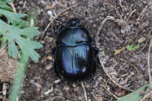 Woodland Dor Beetle