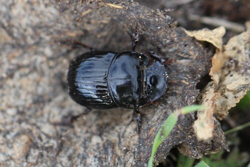 Copris lunaris