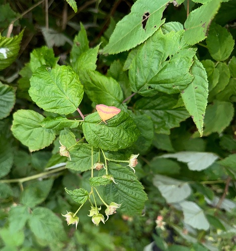 Chickweed Geometer Moth