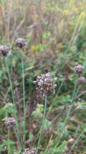 Allium suaveolens, photograph 2