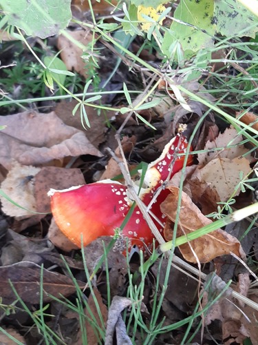 Fly Agaric