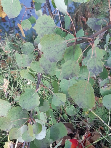 European aspen