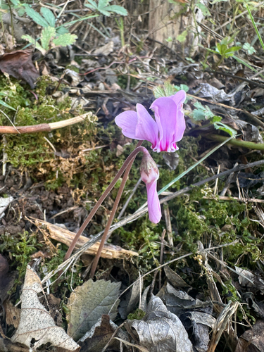 Ivy-leaved cyclamen