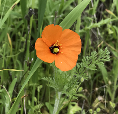 Papaver heterophyllum