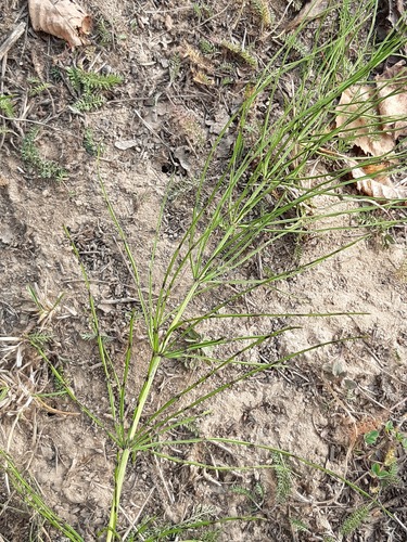field horsetail
