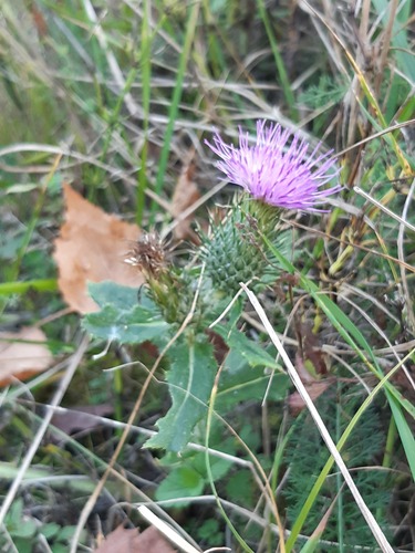Bull Thistle