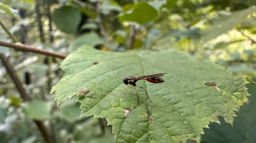 Common Dainty