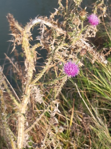 Broad-winged Thistle