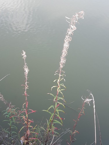 fireweed