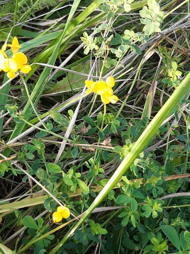 bird's-foot trefoil