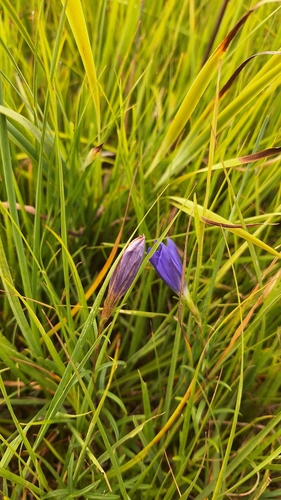 Gentiana pneumonanthe, photograph 4