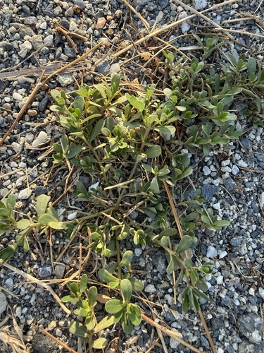 Common Purslane