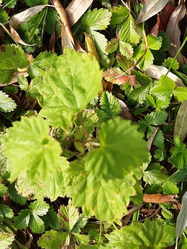 common hops