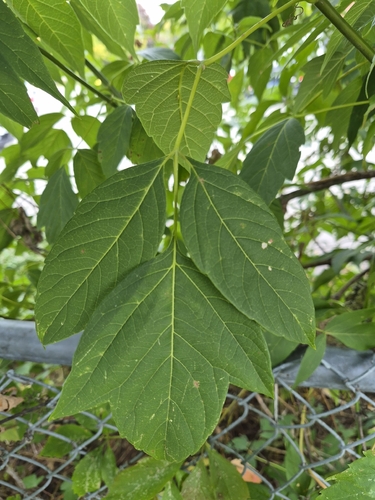 box elder