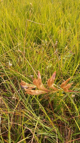 Gentiana pneumonanthe, photograph 5