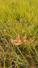 Gentiana pneumonanthe, photograph (c) Tim Aßmus, some rights reserved (CC BY)