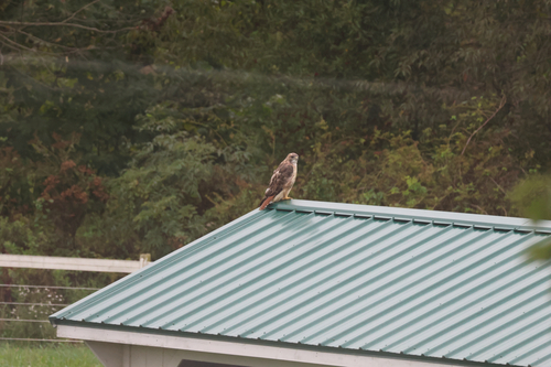 Red-tailed Hawk