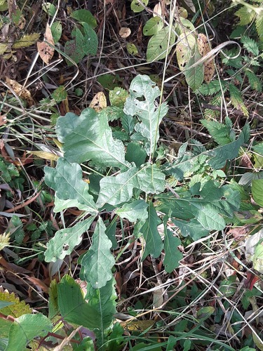 English oak
