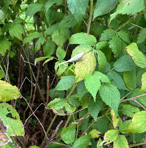 Carolina Mantis