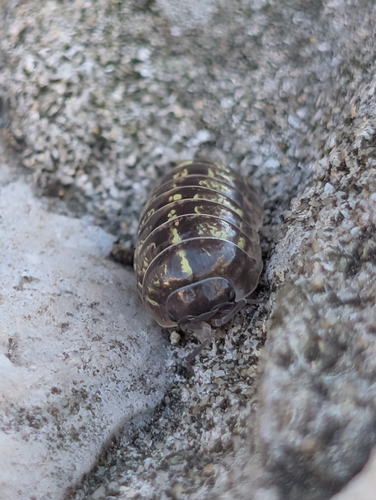 Common Pill Woodlouse