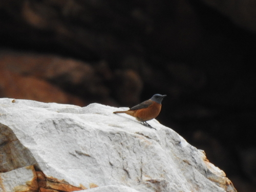 iNaturalist image